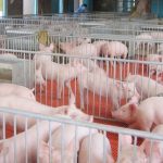 China Everbright’s Mezzanine Fund Invests In Hog Farming Firm Sichuan Dekang