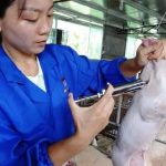 Plump Venture Opportunities Emerge As China’s $200B Pork Industry Consolidates