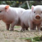 IFC Considers $40M Loan To CDH-Backed Piglet Feed Firm Anyou
